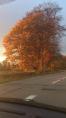 automne-2016-haute-correze-sur-la-route-de-saint-angel-n2