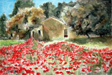 coquelicots-en-provence