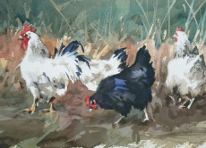 coq-et-poules-vendu