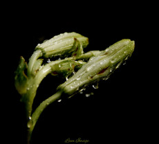 bourgeons-de-lys-sous-la-pluie