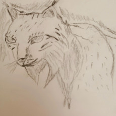 lynx