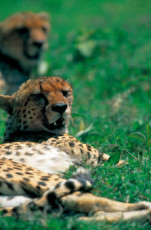 couple-de-guepard-tanzanie