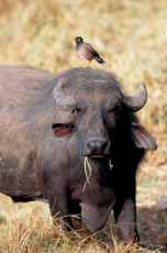 buffle-et-son-garde-manger-tanzanie