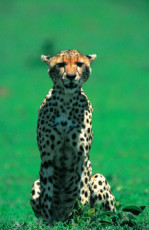 lattente-du-guepard