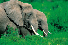 couple-delephant-pleine-du-masai-marra-kenya