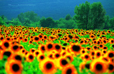 tournesols-de-provence