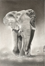 elephant-dafrique