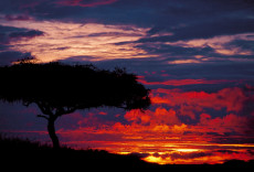 pins-parasol-massai-mara-kenya