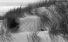 dune-a-la-cote-sauvage-les-mathes-charente-maritime