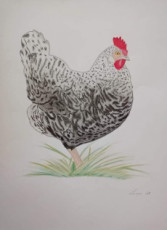 la-poule