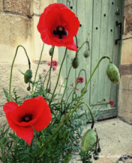 les-coquelicots-dauvers