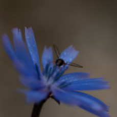 mouchabeille-sur-bleuet