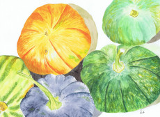 variete-de-courge