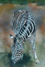 zebre