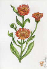 calendula