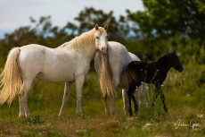 chevaux