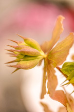 hellebore-ou-rose-de-noel