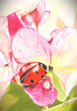 coccinelle