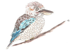 kookaburra