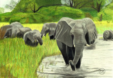 elephants-en-balade