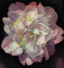 pivoine