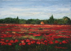 coquelicots-dans-lile-de-re