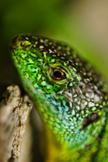 lezard-vert-portrait