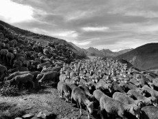 troupeau-de-moutons-nb