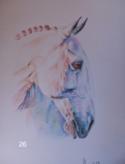 lusitano