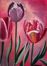 tulipes