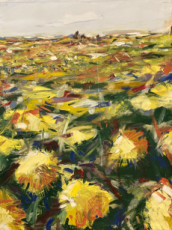 sunflowers