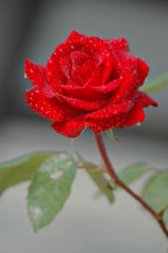 rose-rouge-1