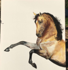 cabre-cheval-pure-race-espagnole