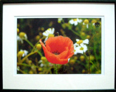 tableau-coquelicot