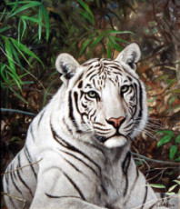 white-tiger