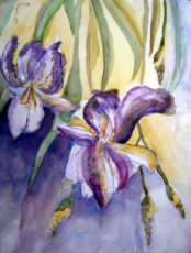 iris