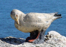 mouette