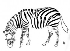 zebre