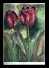 tulipe